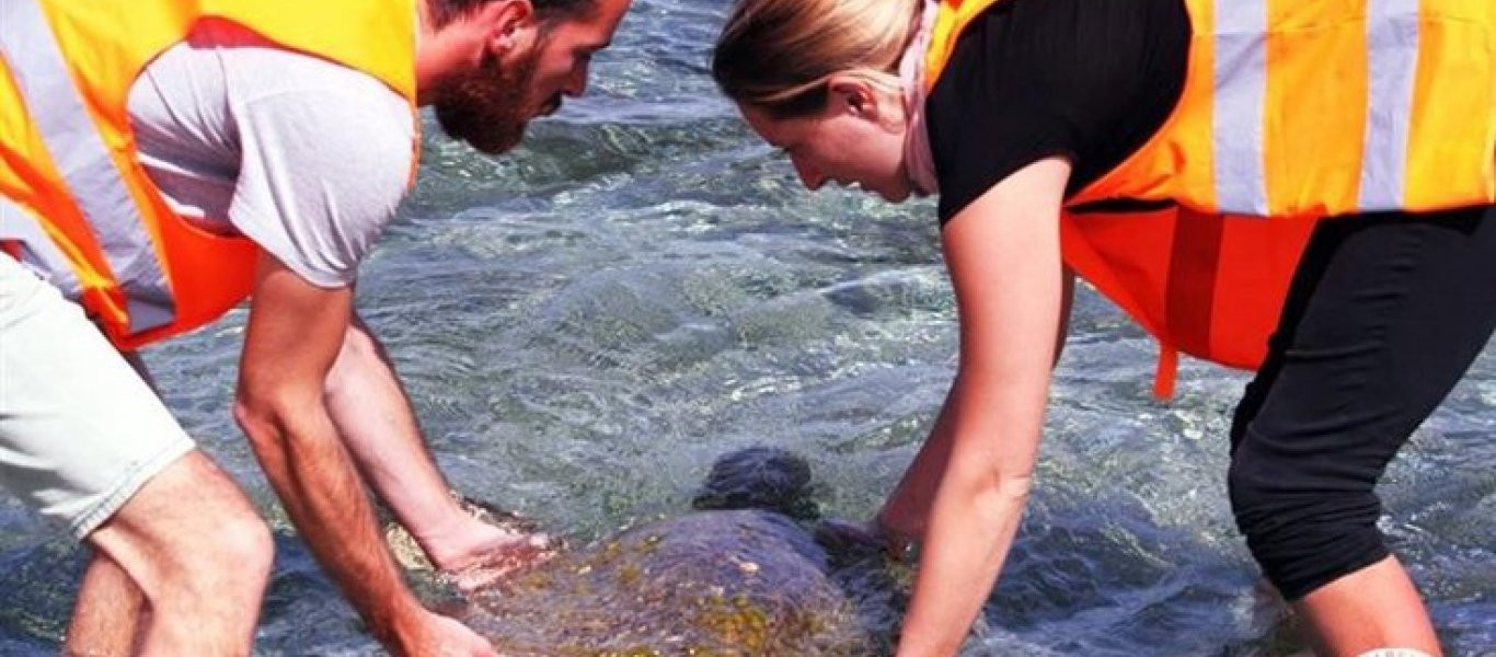 Όλο και περισσότερα περιστατικά με αποκεφαλισμένες χελώνες, φώκιες και δελφίνια (φωτό)